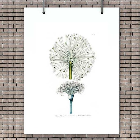 PLAKAT botaniczny  A3 botanika