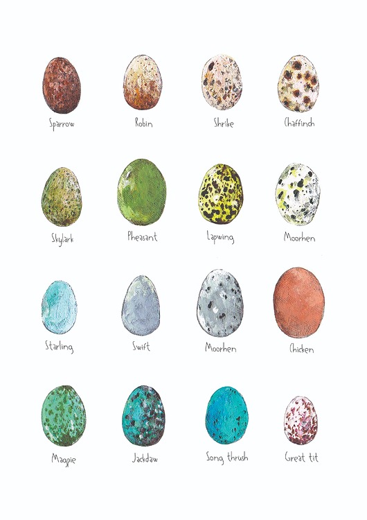 grafiki i ilustracje Jajka - grafika- ilustracja- plakat- eggs