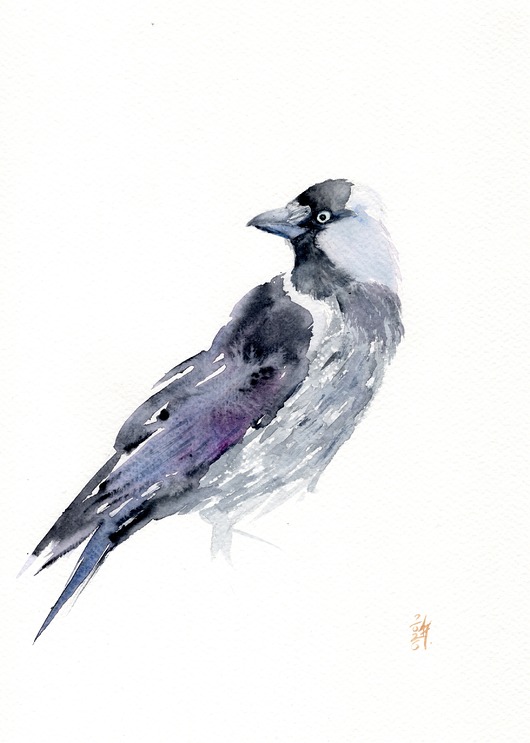 obrazy Oryginalna akwarela. Kawka