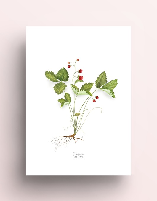 grafiki i ilustracje Poziomka