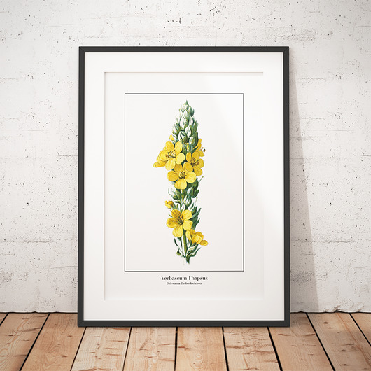 Plakat botaniczny Dziewanna Drobnokwiatowa trochę na ścianę