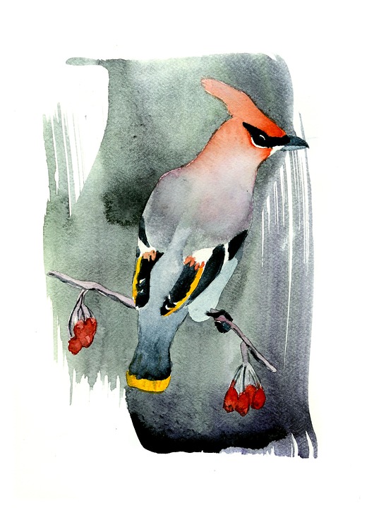 grafiki i ilustracje Plakat Jemiołuszka