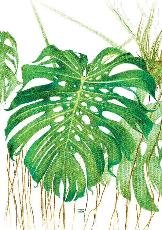 plakaty Plakat  Monstera Deliciosa