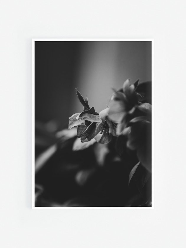 fotografia Ciemiernik II czarno białe