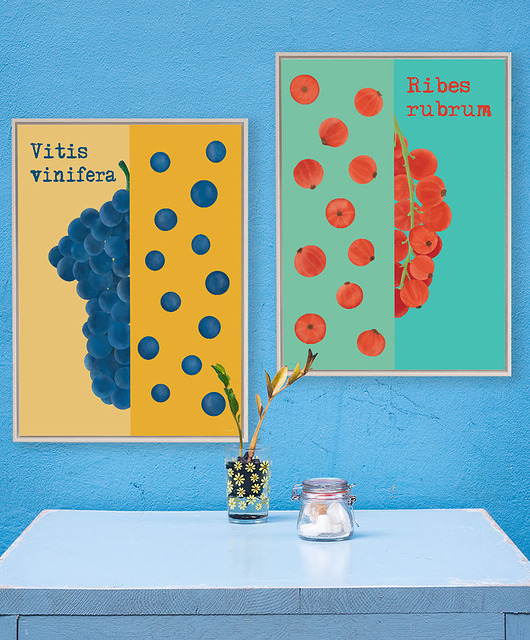 plakaty Winogrona i porzeczki - zestaw plakatów fine art