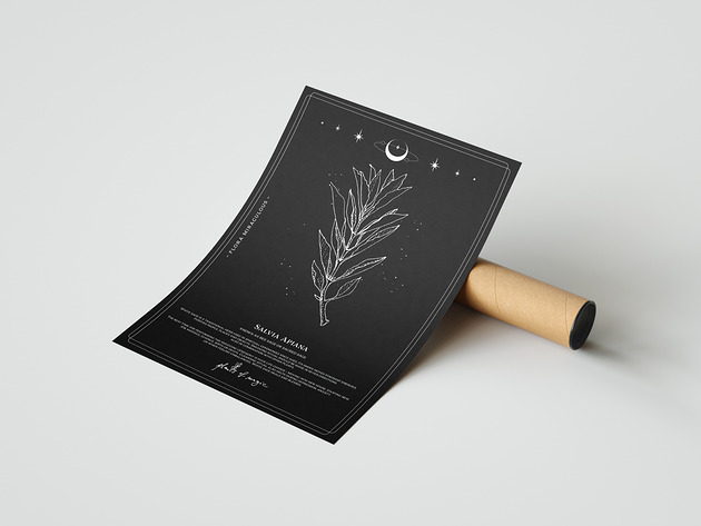 Poster Biała Szałwia A2 Plants of Magic