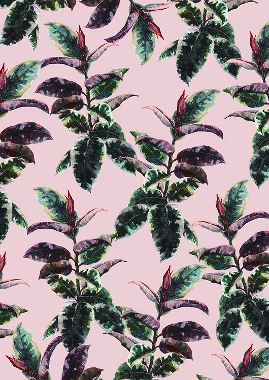 plakaty REZERWACJA - Grafika - Ficus Elastica - Plakat - Ilutracja