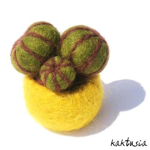 kaktus filcowy kaktusia