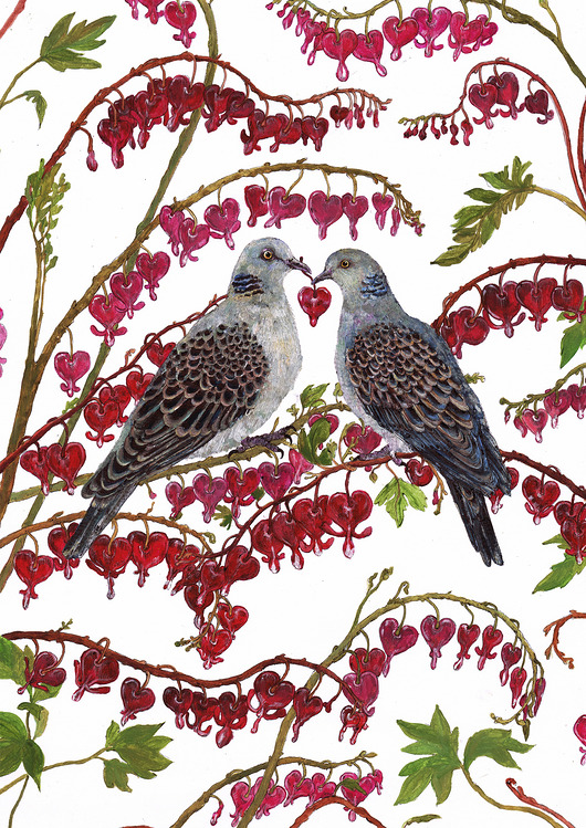 grafiki i ilustracje Turkawki- grafika- ilustracja- Polskie Ptaki