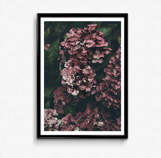 Hortensja 50x70 plakat Bury Lis
