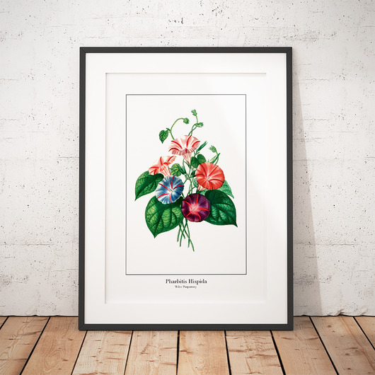 Plakat botaniczny Wilec Purpurowy trochę na ścianę
