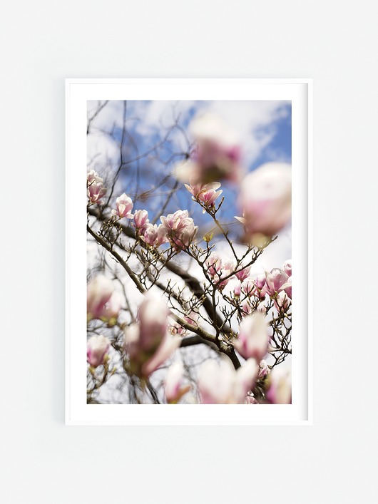 fotografia Magnolia