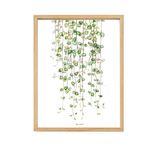 Plakat Ceropegia woodii Regina Land Atelier
