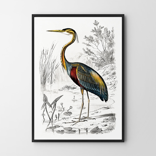 plakaty Plakat Ptak vintage