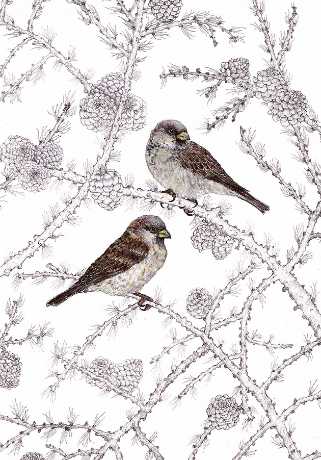 grafiki i ilustracje Wróbelki - Grafika- Ilustracja- Ptaki