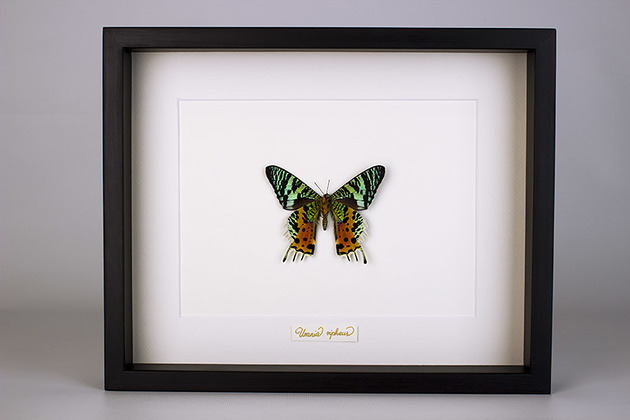 inne Motyl Urania ripheus w czarnej gablocie