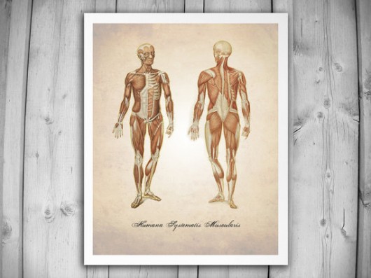Plakat, grafika, system mięśniowy, anatomia nkcraftstudio