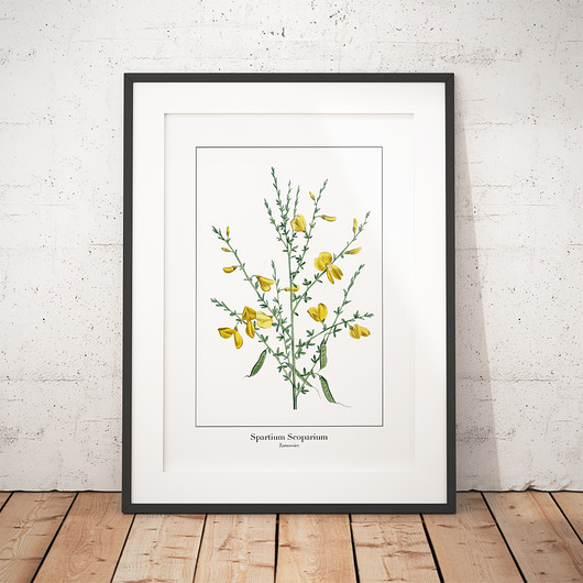 Plakat botaniczny Żarnowiec trochę na ścianę