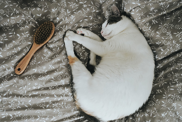 akcesoria różne Szczotka do czyszczenia ubrań