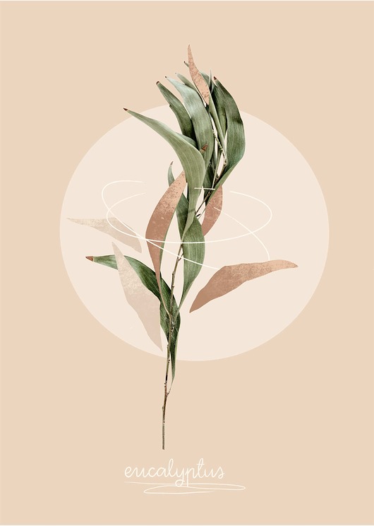 ilustracja EUCALYPTUS Sandra Chojecka