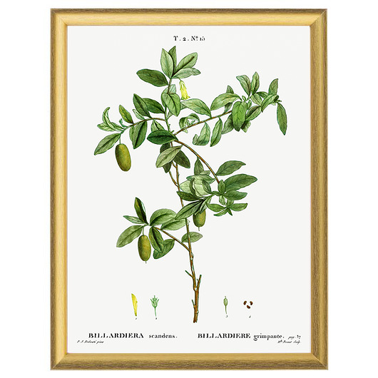grafiki i ilustracje Botaniczne ilustracje - Zielone owoce
