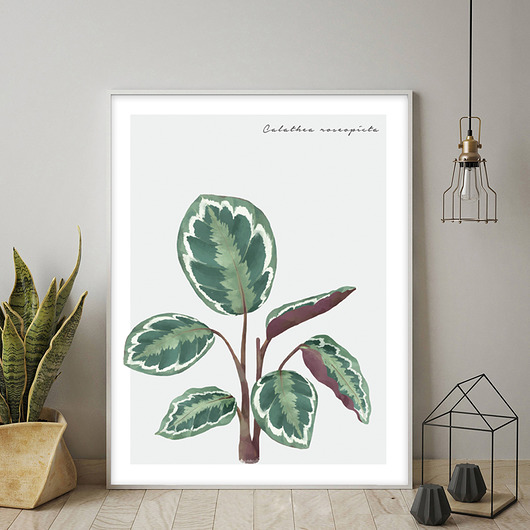Plakat CALATHEA ROSEOPICTA muybien