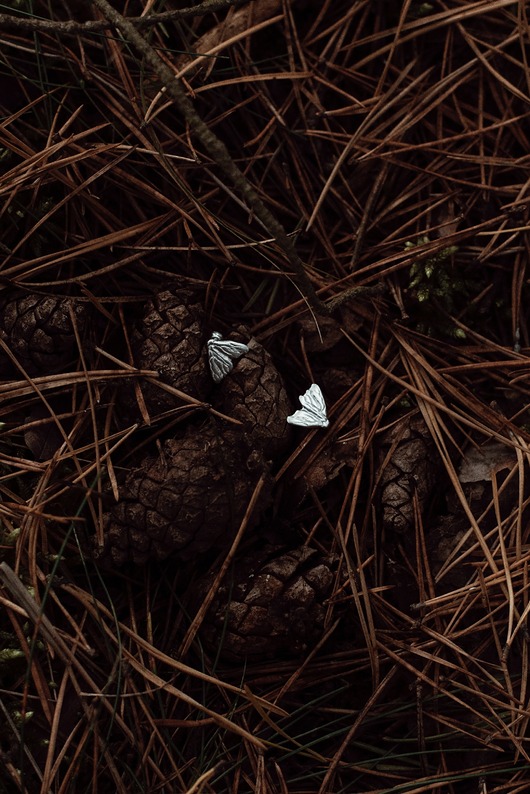 kolczyki pozłacane Kolczyki pozłacane Ćmy