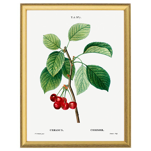 Botaniczne ilustracje - Czereśnia White Rose Peonies 