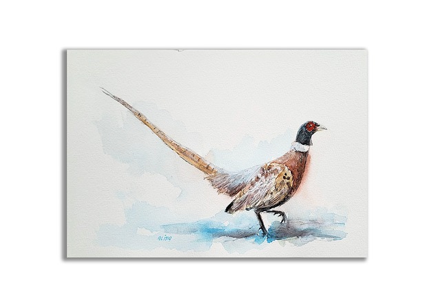 grafiki i ilustracje Akwarela ręcznie malowana  "Bażant"