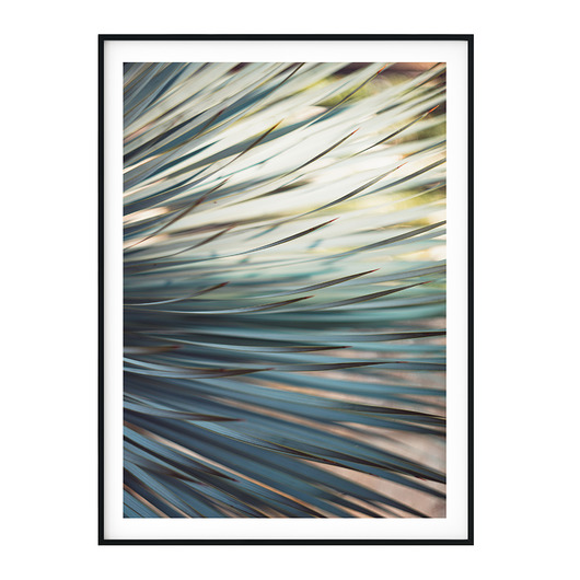 Plakat botaniczny Aloes no. 2 myscandi