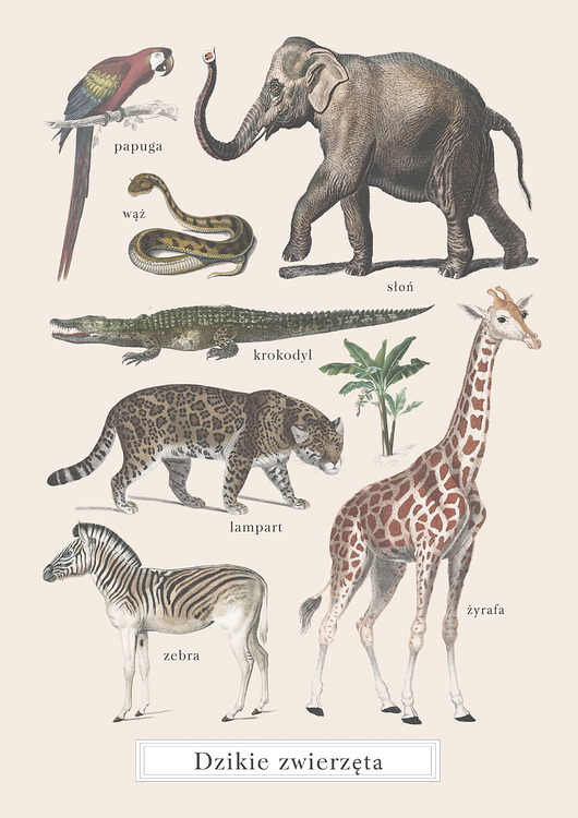 obrazy i plakaty do pokoju dziecięcego Plakat Zwierzęta Dzikie Vintage na Safari