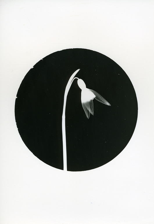 fotografia Przebiśnieg_1_