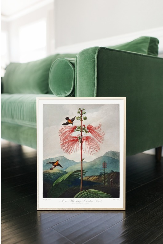 grafiki i ilustracje PLAKAT botaniczny, vintage rycina, kwiat egzotyczny
