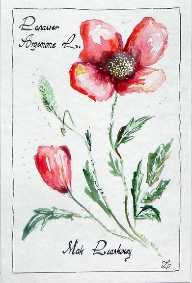 Papawer Argemone L. czyli Mak Piaskowy Camariera