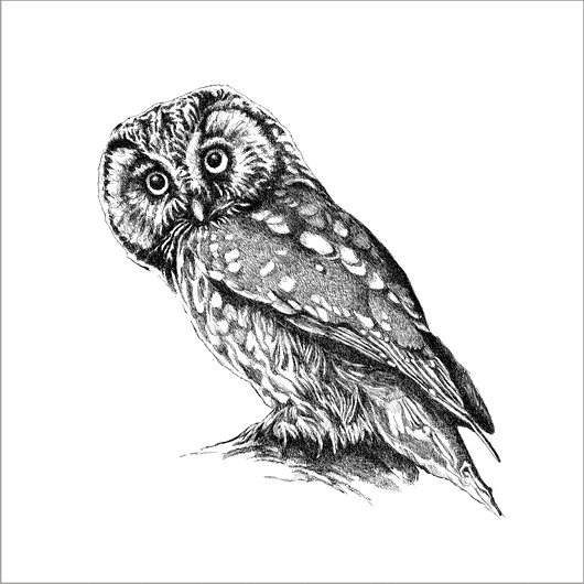 grafiki i ilustracje Sówka