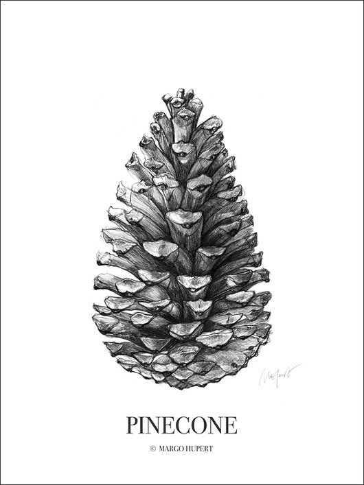plakaty Plakat szyszka/ Pinecone