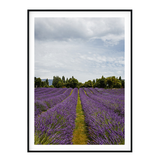 Plakat skandynawski Lawenda no. 5 myscandi