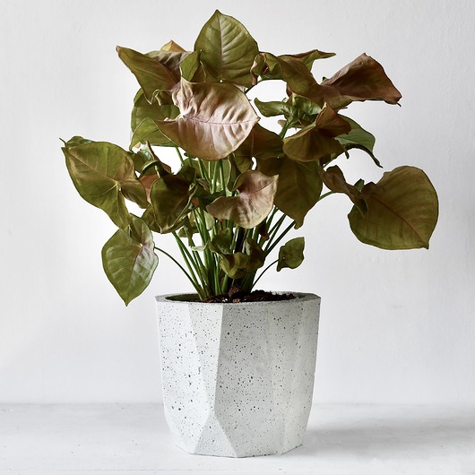 Doniczka B-Geo 16 White Betonove