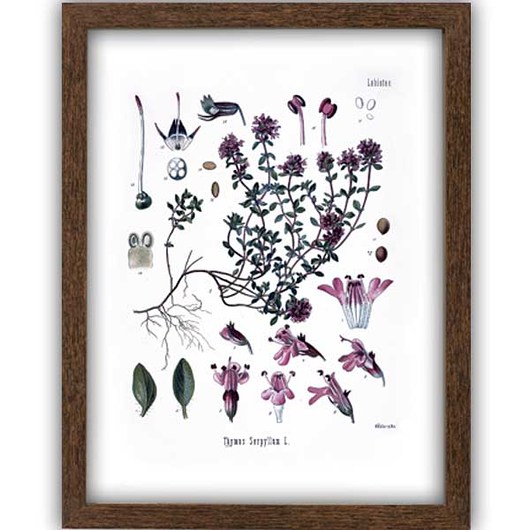 TYMIANEK Obraz w ramce A4  ilustracja botaniczna botanika