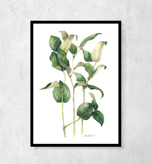 Plakat botaniczny Orzech Salal 40 x 50cm  ceci bloom