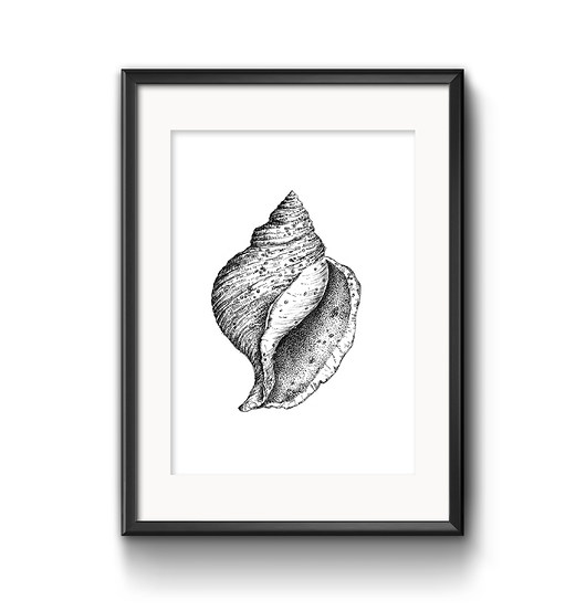 Muszelka, wydruk autroskiej ilustracji, A4 JUST ILUST Justyna Małczak