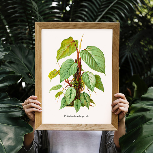 Plakat botaniczny Philodendron Imperiale trochę na ścianę