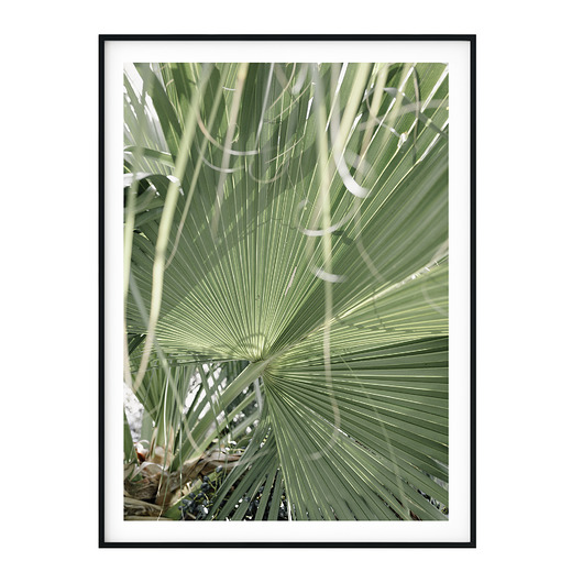 Autorski plakat botaniczny Palma myscandi