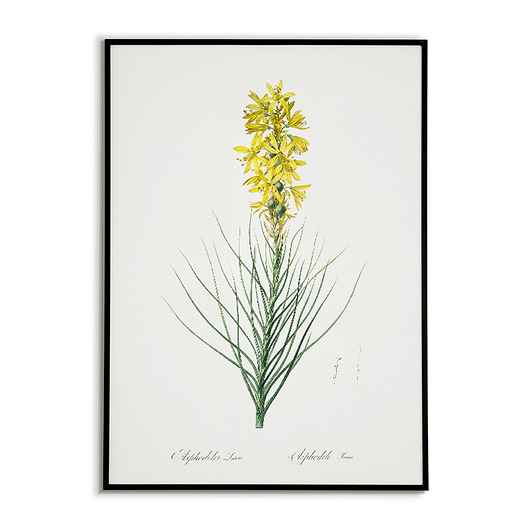 plakaty Złotnica żółta - Plakat botaniczny - Retro