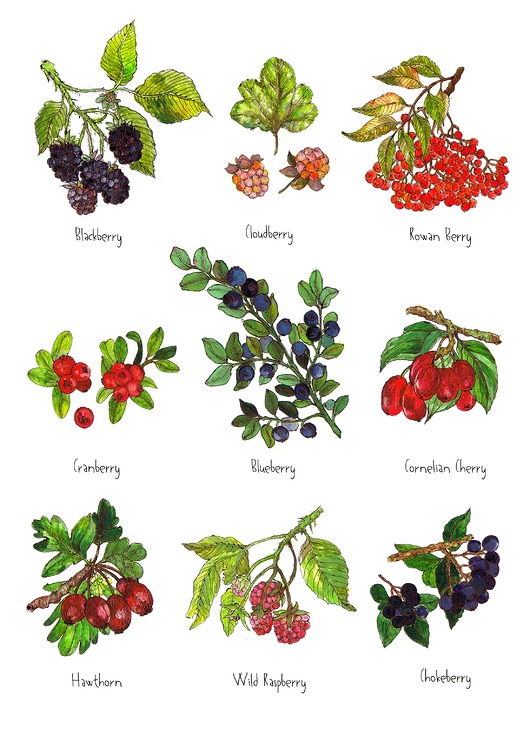 grafiki i ilustracje Owoce leśne- grafika na ścianę- ilustracja- las