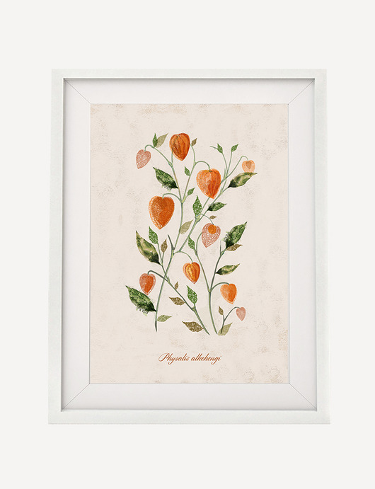MIECHUNKA ROZDĘTA (PHYSALIS ALKEKENGI) A3 Anita Tomala