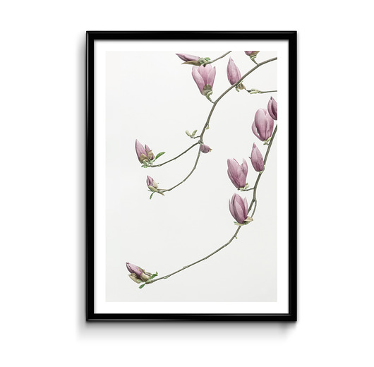 Magnolia - plakat  Bury Lis