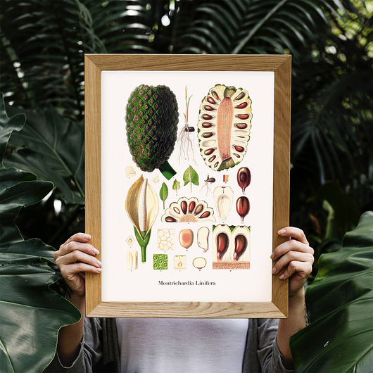 Plakat botaniczny Montrichardia Linifera - budowa trochę na ścianę