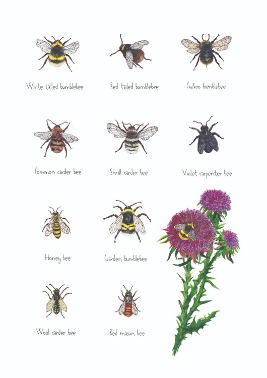 grafiki i ilustracje Pszczoły i trzmiele - grafika na ścianę- ilustracja- kwiaty