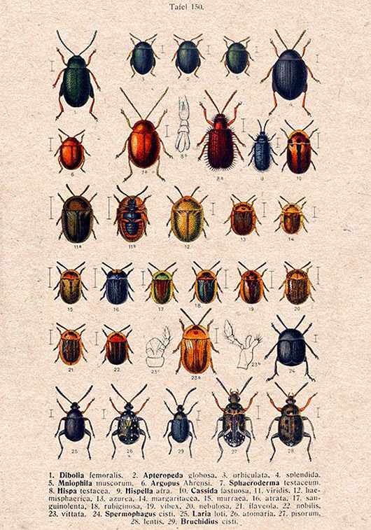 plakaty Plakat owady-rycina-z-ksiazki-v